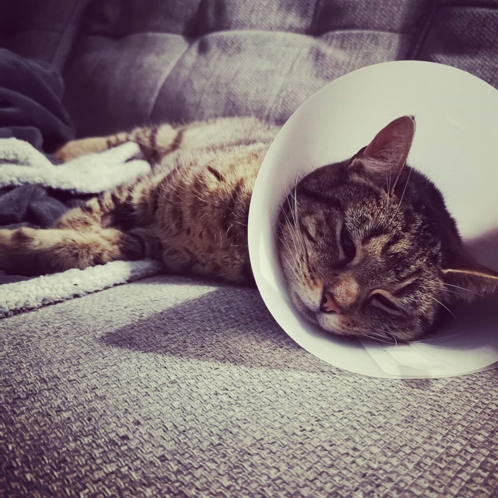 Physiotherapy for Cats Truffles’ story Petffisio